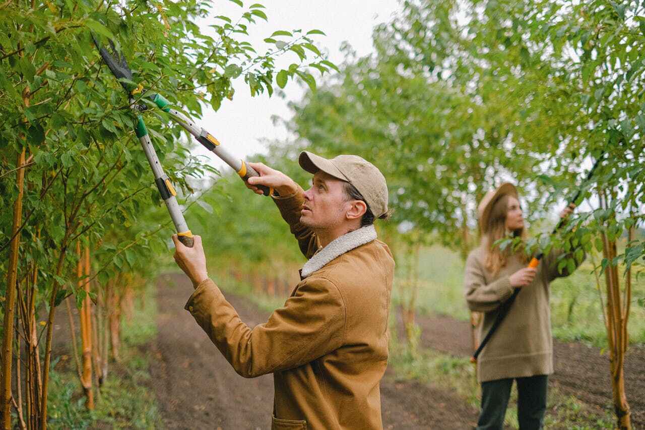 Best Emergency Tree Service  in Braddock Hills, PA